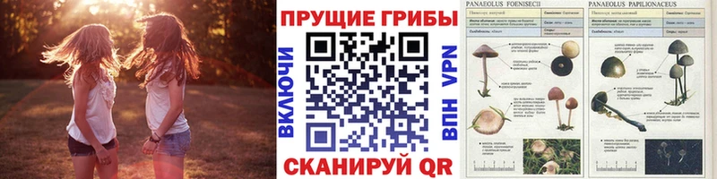 Купить  Калач-на-Дону  Псилоцибиновые грибы ЛСД 